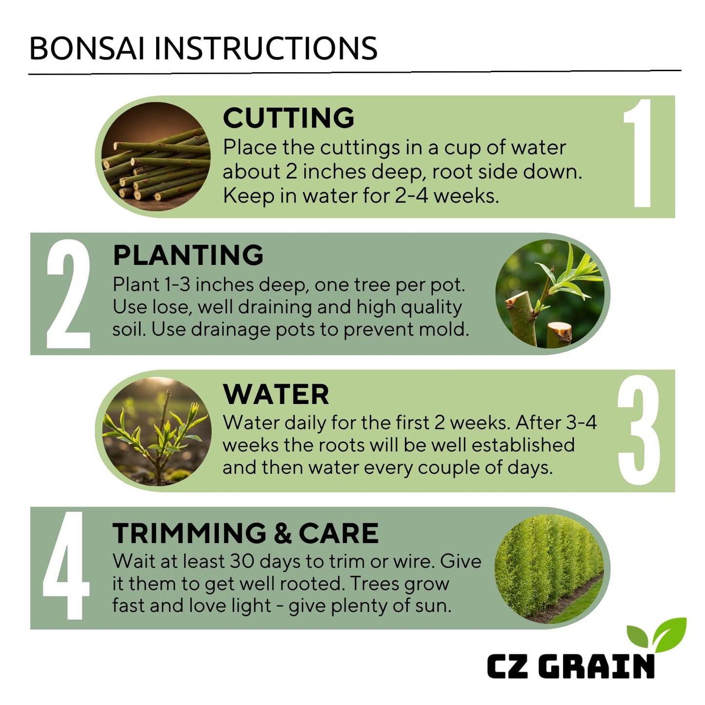 Black Willow Bonsai Tree Cutting to Grow - Dark Branches - Fast Growth, Good for Training - Easy-to-Root for Beginners & Experts, Indoor or Outdoor Planting - Gift for Plant Lovers
