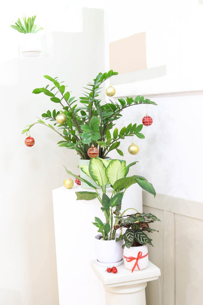 Calathea makoyana Peacock (4" Grower Pot) - Peacock Prayer Plant - Eye-catching, Easy to Grow, Easy to Care Houseplant - Live Healthy Houseplant for Home Office Decoration