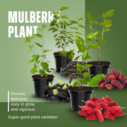 Mulberry Tree Live Plant, Mulberry Plant, Sweet and Edible Mulberries Fruit Seedlings for Patio and Garden, 6 to 8 Inches Tall (Red)