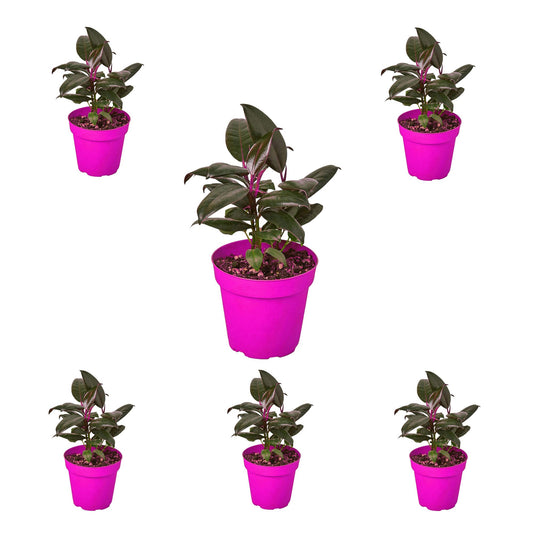 6 Pack Ficus Elastica 'Burgundy' in 4in Pot - Live Plants Tropical Houseplants | Variegated | USA Growers | The Snobby Leaf