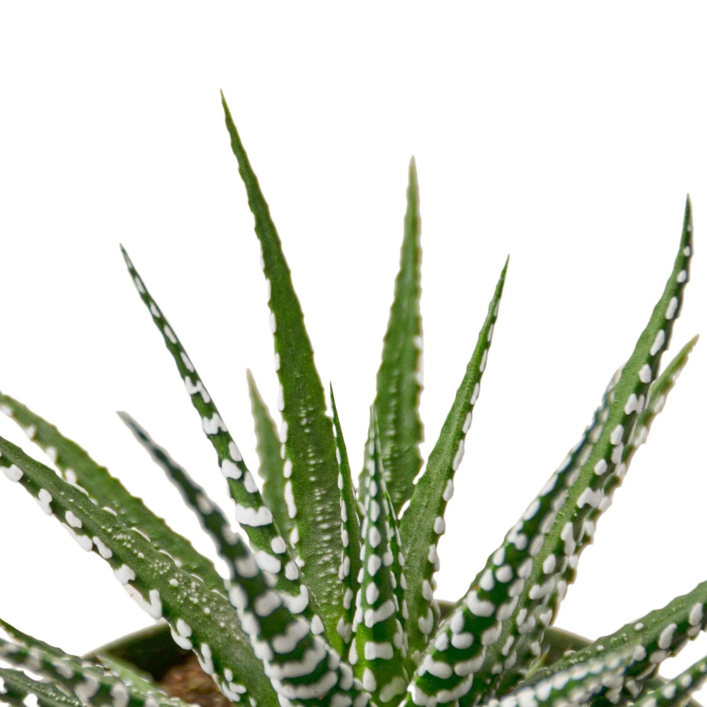 9 Pack Zebra Succulent in 4in Pot - Live Plants Tropical Houseplants | Variegated | USA Growers | The Snobby Leaf
