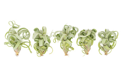 Air Plant Shop Tillandsia Curly Slim (T. Intermedia x T. Streptophylla) Air Plant - Succulents - Live Tillandsia - Easy Care Indoor and Outdoor House Plants (Pack of 1)