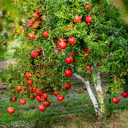 Live Pomegranate Tree, Red Pomegranate Fruit Tree, Potted - Wonderful Pomegranate Bush - Suitable for Garden Planting, Size 10 to 15 Inch Tall