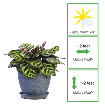PERFECT PLANTS Peacock Calathea in a 6in. Midnight Blue Decor Pot | Beautiful Indoor Prayer Plant Variety | Unique Easy Care Houseplant