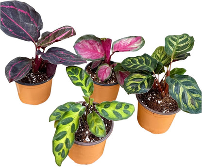 PLANTVERS Calathea Assorted Live Plant Set – Pack of 4 Live Plants in 2" Pots – Includes Calathea Roseopicta, Lancifolia, Dottie & Makoyana – Air Purifying Indoor Houseplants