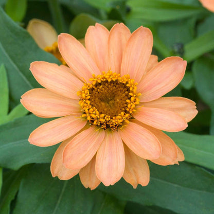 Eden Brothers Zinnia Seeds - Profusion Apricot, Non-GMO Seeds for Planting, Packet | Low-Maintenance Flower Seeds, Plant During Spring, Zones 2, 3, 4, 5, 6, 7, 8, 9, 10