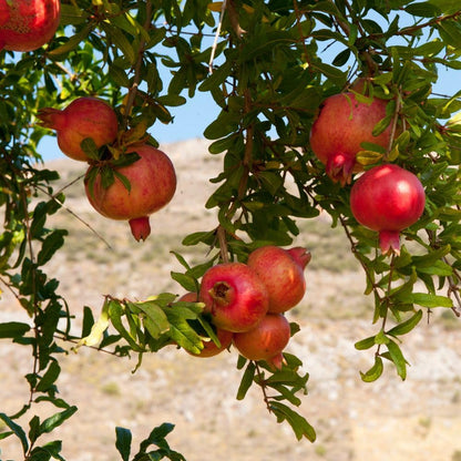 Hardy Pomegranate Live Plant for Planting, 3 Gallon Pot, Tropical Pomegranate Tree 2 to 3 Feet Tall, No Ship to CA