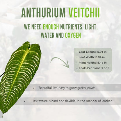 LEAL PLANTS ECUADOR Anthurium Veitchii |Green Live House Plant for Indoor| Anthuriums Live Exotic Houseplants|Anthurium Exotic Houseplants| Unique Gift for Plant Lovers