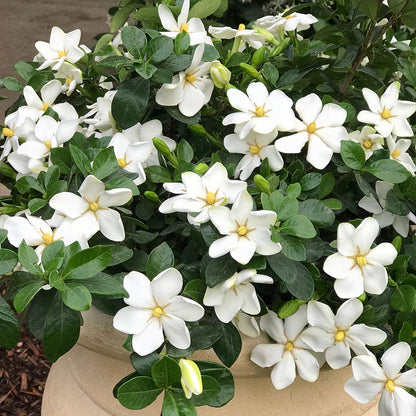 Perfect Plants Kliem's Hardy Gardenia Live Plant, 1 Gallon Pot