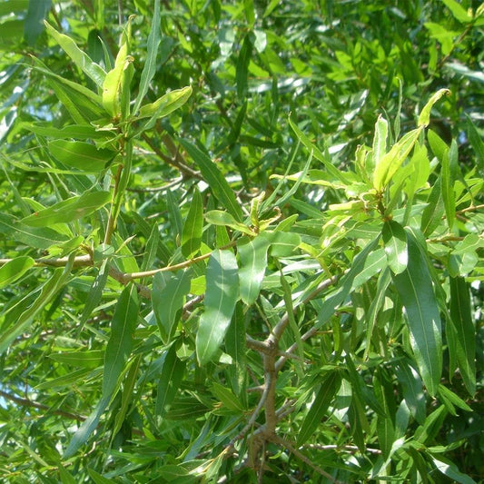 Brighter Blooms - Willow Oak Tree, 4-5 ft. - No Shipping to AK, AZ, CA, FL, HI, LA, OR, WI