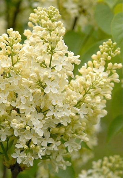 Primrose Yellow French Lilac (Syringa) Live Plant – Rare Yellow Lilac Shrub – Fragrant Spring Flowers – Cold Hardy Ornamental Bush – Starter Plant
