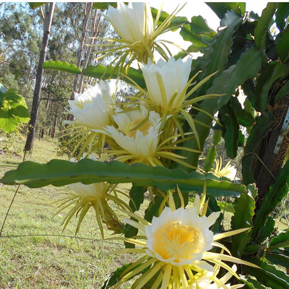Sweet Yellow Dragon Fruit Plant 1 Gallon, Tropical Dragon Fruit Plant Live for Planting Outdoor Home Gardening