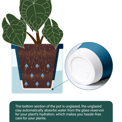D'vine Dev 6 Inch Design Self Watering Planter for Indoor Plants, Blue Terracotta Pot with Cylinder Glass Cup, Set of 2, 37-Y-B-4