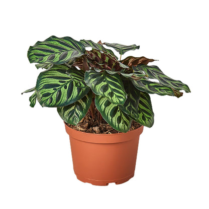 Calathea 'Makoyana' | Live Plant for Indoor & Outdoor | for Living Room, Office, Bathroom | (6" Pot)