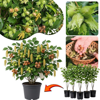Hazelnut Tree Live Plant, 2–3 Ft Tall in 3 Gallon Pot, Hardy Nut Tree for Outdoor Garden Planting