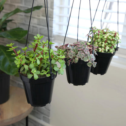 Altman Plants Hanging Succulents (3PK) in 3.5" Hanging Baskets for Plants, String of Pearls, Calico Kitten Crassus, Portulacaria Afra, Trailing Live Succulents Plants & House Plants in Succulent Soil