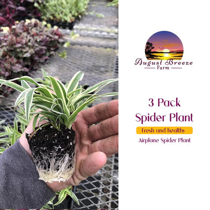3 Pack Airplane Spider Plant – Live Indoor Houseplant | Fully Established Bare Root Plants, Air-Purifying, Low Maintenance, Thrives in Home & Office | Live Plants Indoor, Variegated Houseplant