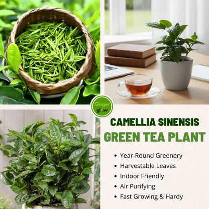 Camellia Sinensis Plant Live | Camellia Tree Live | Green Tea Plant 4 Inch Tall | Evergreen Shrub with Glossy Foliage for Patio Displays, Garden Design & Ornamental Planting