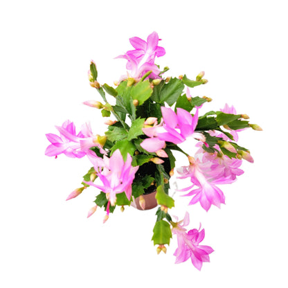 Wonderland Flora Thanksgiving Cactus, Pink Seasonal Blooms, Live Indoor Plant, Flowering Houseplant, Christmas Cactus, 4-Inch Pot, Holiday Decor, Pet Safe, Free Heat Pack
