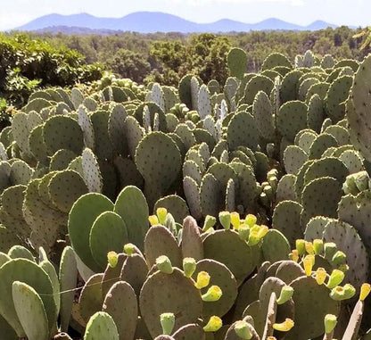 Creation Cultivated - Live "Spineless Prickly Pear Cactus" - Opuntia cacanapa "Ellisiana" (1 PAD Cutting) / Winter Hardy Cactus - USDA Zone 6 / Unrooted Freshly Cut Cactus Pads / Tortoise Food
