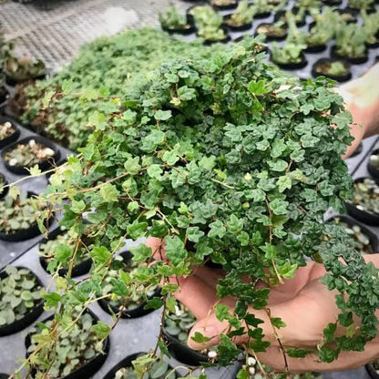 String of Frog Live Plants, Easy Indoor Trailing Succulent in 2.5" Pot, Hanging Succulent Houseplant Indoor Outdoor Planting