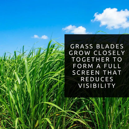 Elephant Grass Seeds - Tallest Grass in the World - Ships from Iowa, Made in USA (1,000 Seeds)