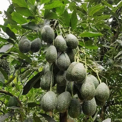 HASS Avocado Tree, Avocado Trees Live Plants in 3 Gallon Pot, Fruit Bearing Plant for Outdoor Garden, 1-2 Feet Tall, No CA