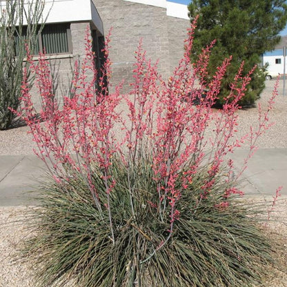 Red Yucca Live Plant, Yucca Succulent Plant Potted 4 to 8 Inch Tall, Live Outdoor Garden Plants in 4" Pot