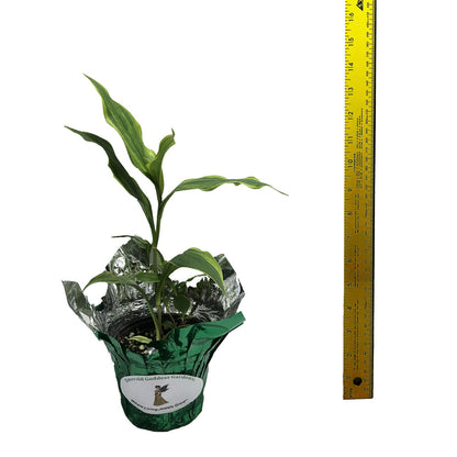 Toad Lily Variegated - Tricyrtis 'Samurai' - Live Tropical Plant - Tiny Purple Orchid Flower - Emerald Goddess Gardens - Starter Sz 4 Inch Pot