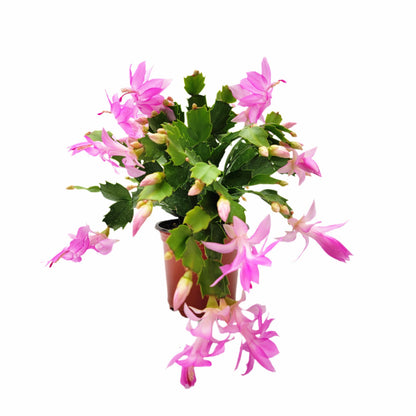 Wonderland Flora Thanksgiving Cactus, Pink Seasonal Blooms, Live Indoor Plant, Flowering Houseplant, Christmas Cactus, 4-Inch Pot, Holiday Decor, Pet Safe, Free Heat Pack