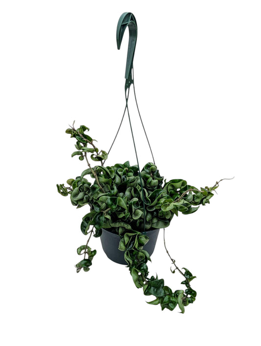Live Hindu Rope Plant in 6-Inch Hanging Pot, Indoor Decorative Hoya Carnosa Compacta, Green Trailing Houseplant