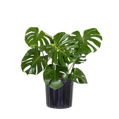 Monstera Deliciosa Live Plant by United Nursery, Swiss Cheese Plant, 24–28 inches Tall in 10 inch Plant Pot, Indoor House Plant, Easy Care Floor Plant for Patio, Office, or Home Decor