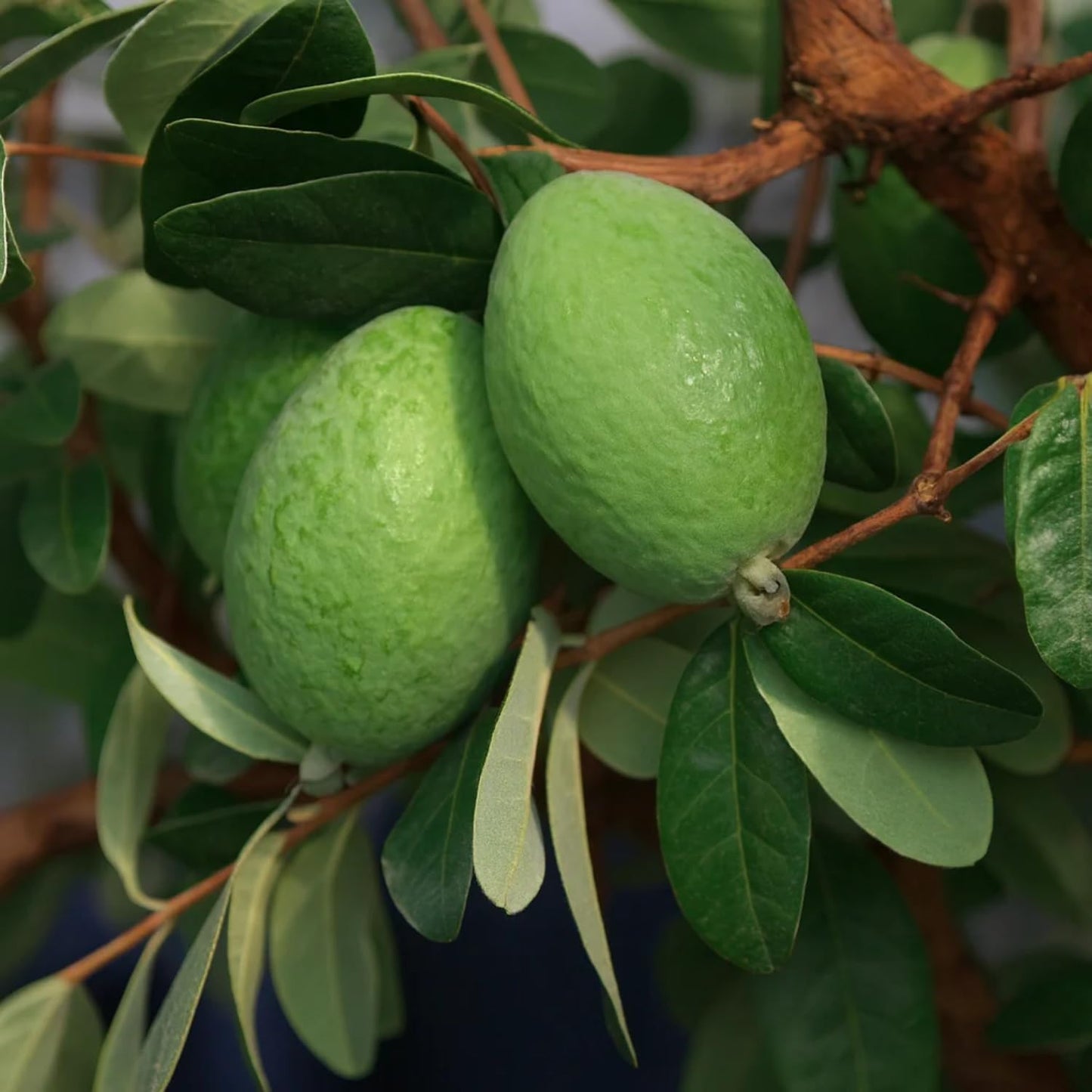 Pack 2 Pineapple Guava Plants Live, 4-8 Inches Tall Starter Plants