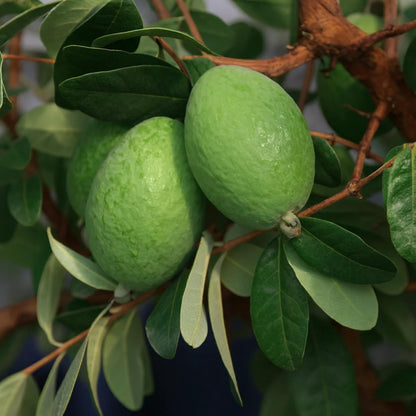 Pack 2 Pineapple Guava Plants Live, 4-8 Inches Tall Starter Plants