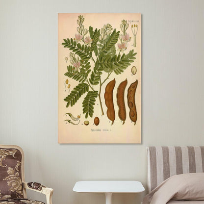 Tamarind Tree Plant Knowledge Poster Canvas Wall Art Posters For Room Aesthetic And Decor Poster For Bedroom Living Room Bathroom Kitchen Office Decor 24x36inch(60x90cm) Unframe-style