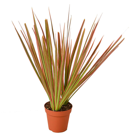 Dracaena 'Colorama' | Live Plant for Indoor & Outdoor | for Living Room, Office, Bathroom | (6" Pot)