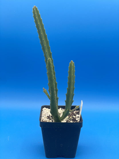 Stapelia Ambigua 3.5 Inch Potted Plant Well Rooted Starfish Cactus - No Shipping to California Or Arizona!