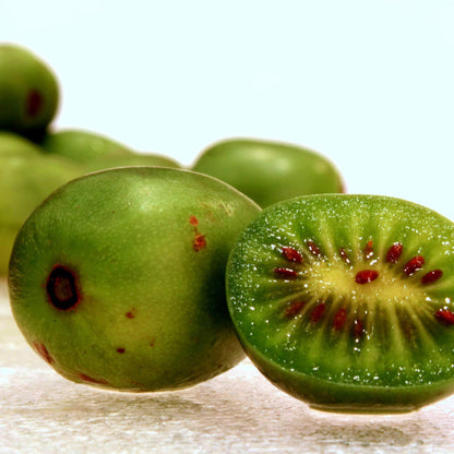 Palm Beach Medicinal Herbs Hardy Kiwi Seeds (Actinidia arguta) Pack of 10 Seeds