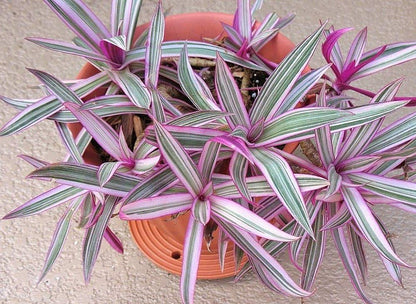 Tricolor Moses in The Cradle Plant -Rhoeo spathacea Tricolor - 2.5" Pot