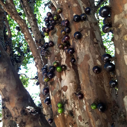 Live Jaboticaba Tree Plant, Black Jaboticaba Fruit Tree, Sweet Fruit Tree,1 Feet Tall for Outdoor Garden