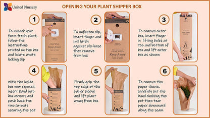 United Nursery ZZ Plant Live 10–14 inches Tall in 6 inch Plant Pot, Easy Care Low Light Indoor House Plant for Home and Office Decor