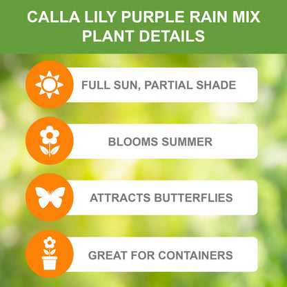 Garden State Bulb Purple Rain Multi-Color Mixed Calla Lily Flower Bulbs, 14/+cm, Spring Planting (Bag of 10)