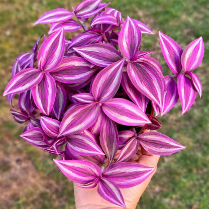 Pink Pony Club Wandering Jew Cuttings for Growing (2 Pack) – Vibrant Pink & Purple Variegated Houseplant – Easy to Grow Indoor Trailing Plant, Tradescantia (2Cuttings)