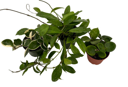Hoya Assortment - 3 Pack in 4" Pots