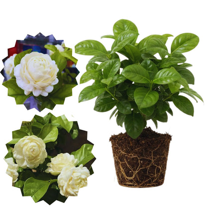 Set 2 of Jasmine Plant Live, Duke of Tuscany Jasmine Flower Plant from 5 to 7 Inc Tall