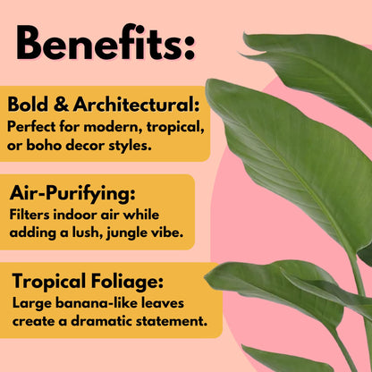 United Nursery White Bird of Paradise Bundle 2-Pack Large 32-36 inches Tall Live Indoor Tropical Plants 10-Inch Plant Pot, Strelitzia Nicolai Air Purifying Floor Plants for Office and Home Decor