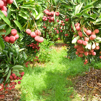 Mauritius Lychee Tree for Planting | 2.5–3 Ft Live Potted Tropical Fruit Tree | Sweet Juicy Lychee Fruit for Home Gardens, Patios & Containers | No Ship to CA,HI,AK
