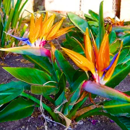 Orange Bird of Paradise Live Plants, Strelitzia Reginae Plants Tropical Perennial Blooming, 4-9 Inches Houseplant Decor Indoor Outdoor, No Pot