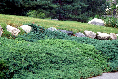 Juniper Andorra Compacta | 3 Live 4 Inch Pots | Juniperus horizontalis ‘Andorra Compacta’ | Low-Growing Evergreen Ground Cover | Drought-Tolerant Landscaping Plants