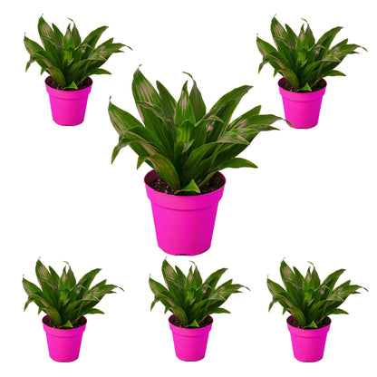 6 Pack Dracaena 'Janet Craig' in 3in Pot - Live Plants Tropical Houseplants | Variegated | USA Growers | The Snobby Leaf